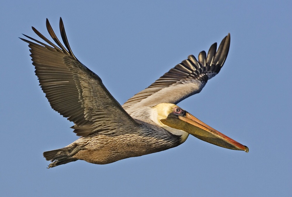 A pelican in flight against a clear blue sky